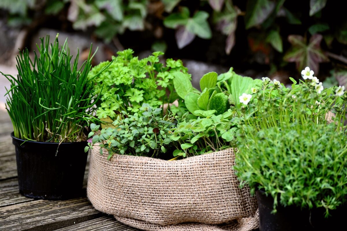Indoor-Kräutergarten: Tipps für den perfekten Anbau